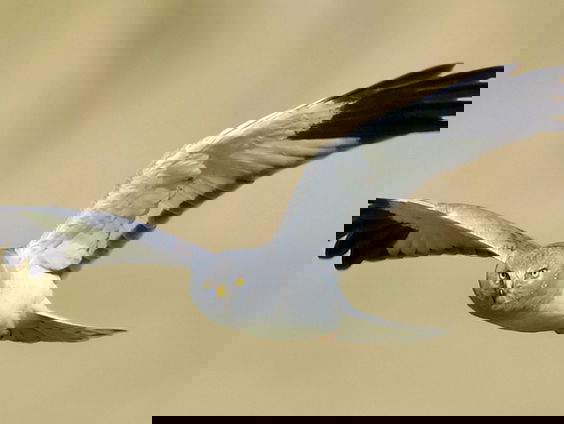 Fenolijn 12 februari 2023