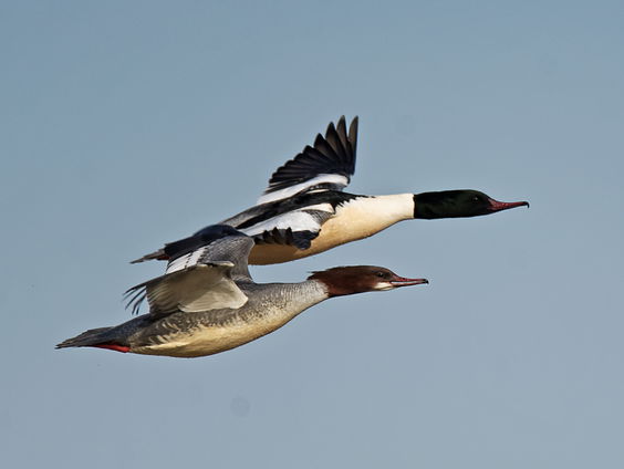 Wintereenden: grote zaagbek