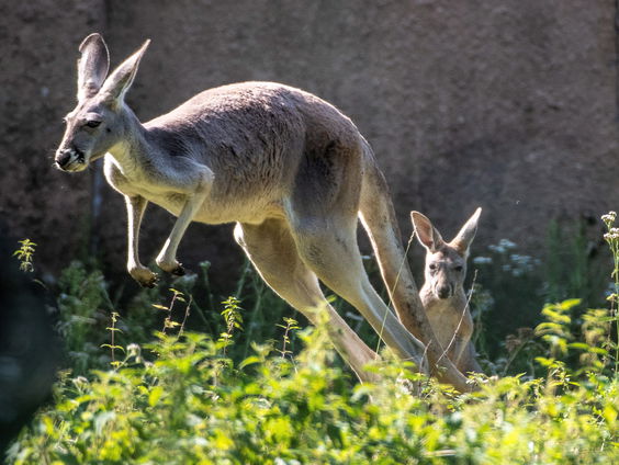 De haat-liefdeverhouding tussen Australië en de kangoeroe