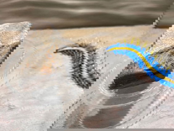 Het oudste fossiel van Nederland