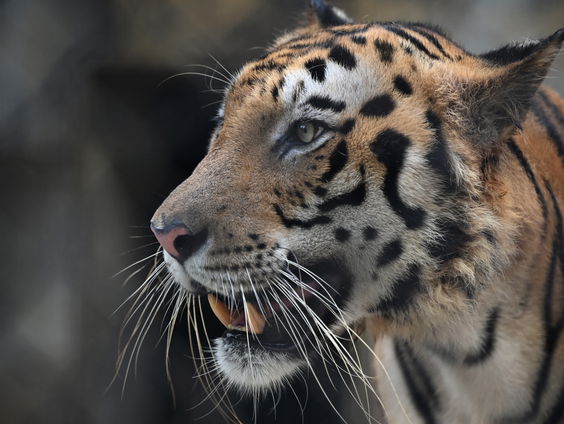 Aantal wilde tijgers in India blijft toenemen