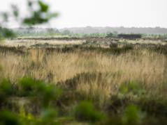 Waarom verzet Nederland zich tegen de nieuwe Europese wet natuurherstel?