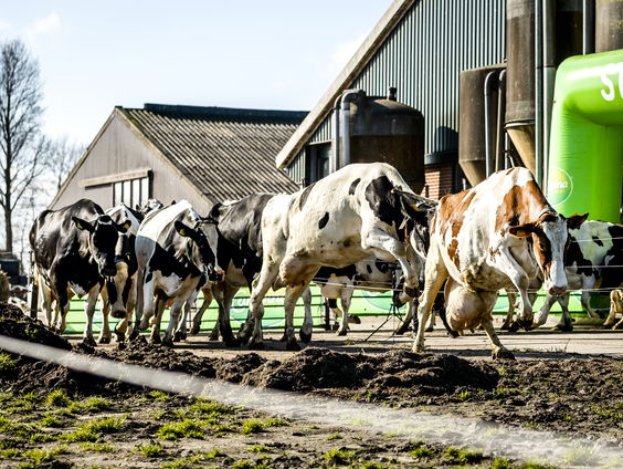 Kamer debatteert verder over invulling Wet Dieren