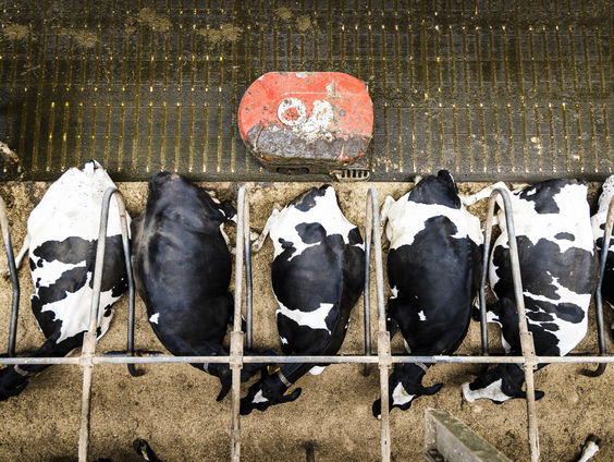 Boeren vragen hulp bij uitkoopregeling