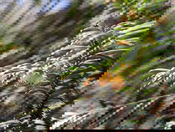 Oeroude ‘heilige’ taxus