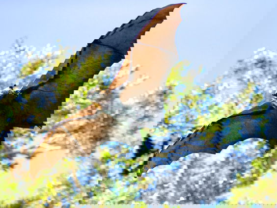 Eigen Huis stopt met spouwmuurisolatie vanwege vleermuizen