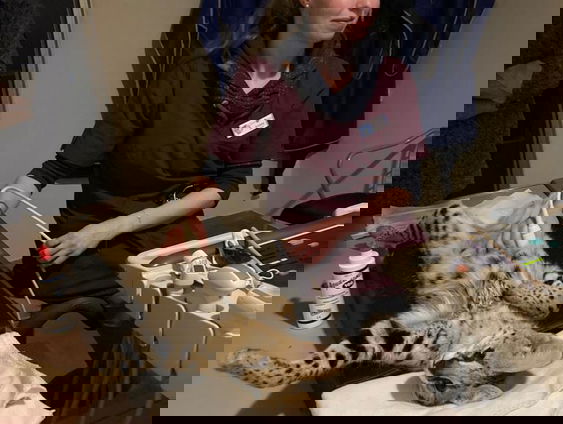 Dierenarts Peter Klaver over zeepaardjes en servalkat