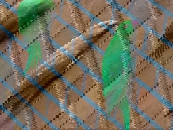 Halsbandparkieten eten cement