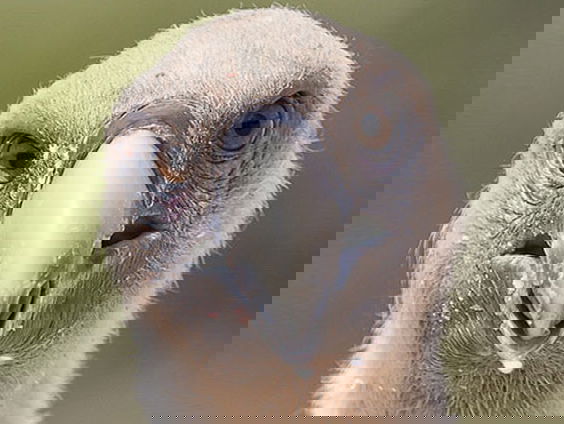 Gieren blijken ontzettend slim te zijn