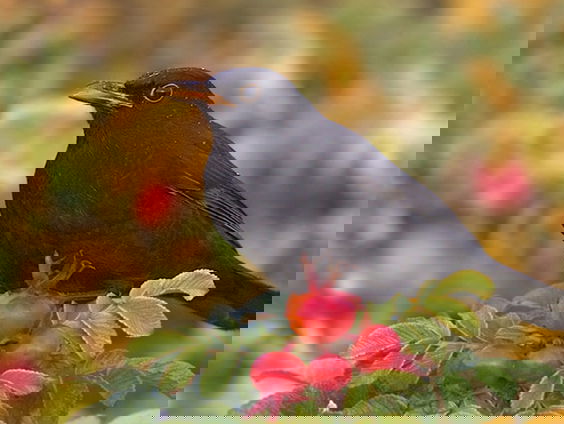 Fenolijn 10 december 2023