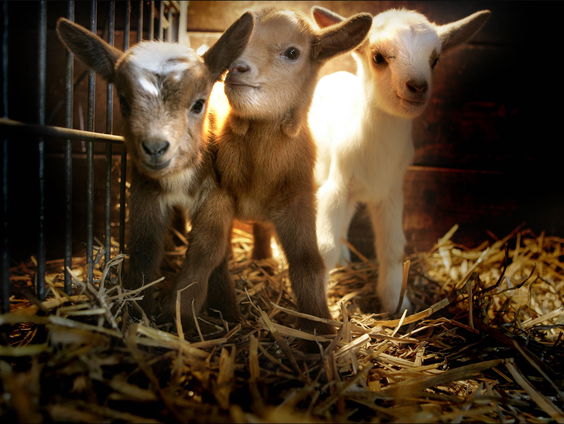 Bokjes moeten langer leven krijgen (en we moeten ze meer eten)