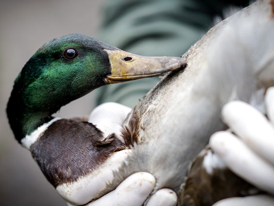 Methode gevonden om vogels snel te testen op vogelgriep