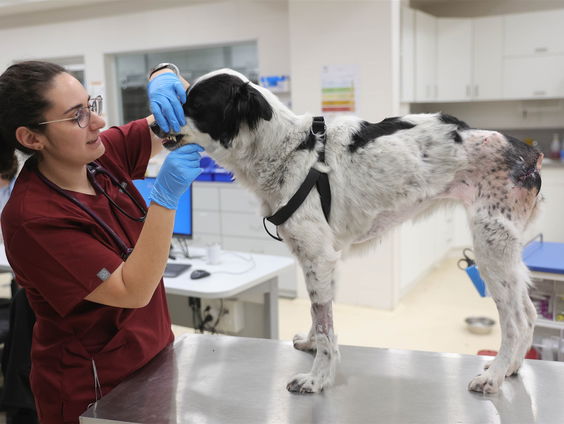 Dierengeneeskunde moet duurzamer: "Velen weten niet hoe schadelijk narcosegas is"