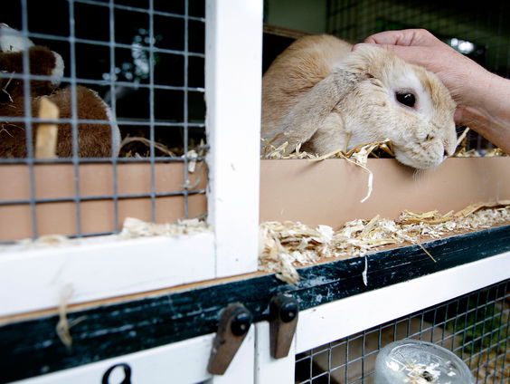 Verbod op het doden van je eigen huisdieren?