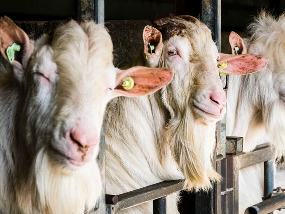 Biolandbouw groeit amper: minder geitenhouders en pluimveeboeren