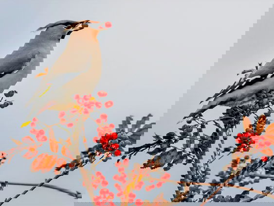 Pestvogel houdt nog steeds de wacht in Houten