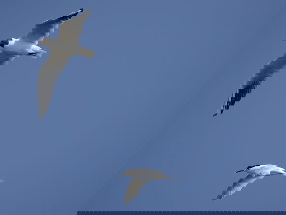 Vogelgriep woekert voort