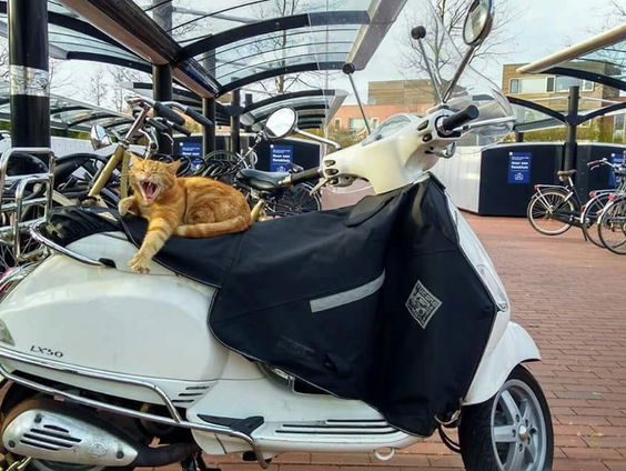 Purmerend zal 'stationskat' Brammetje nooit vergeten