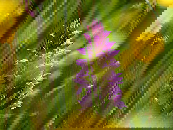 Fenolijn 11 juni 2023