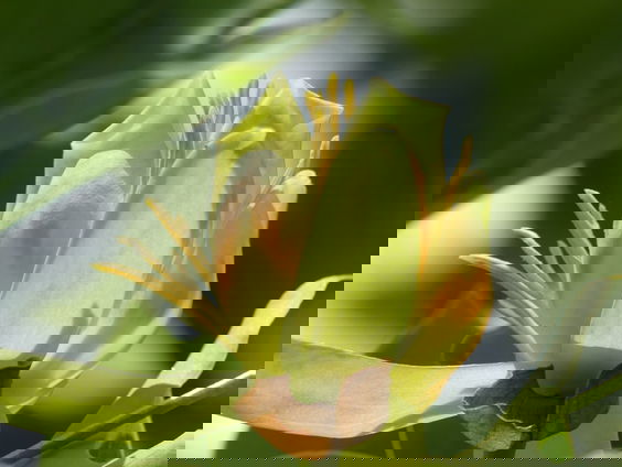 Historie van Kasteel Oud Poelgeest