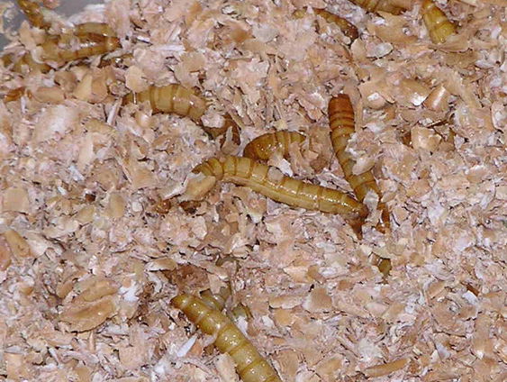 Ömer trainde wormen plastic te eten