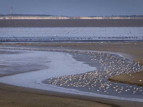 Werelderfgoedstatus van Waddenzee staat onder druk