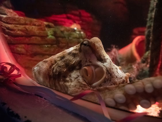 Eerste kwekerij voor octopussen een feit, dierenwelzijnsorganisaties niet blij