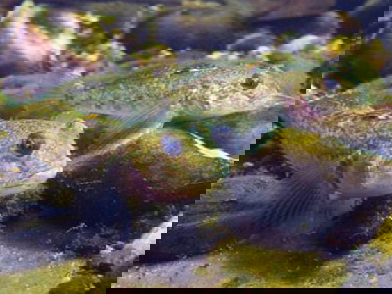 Oost-Europese grondels rukken massaal op