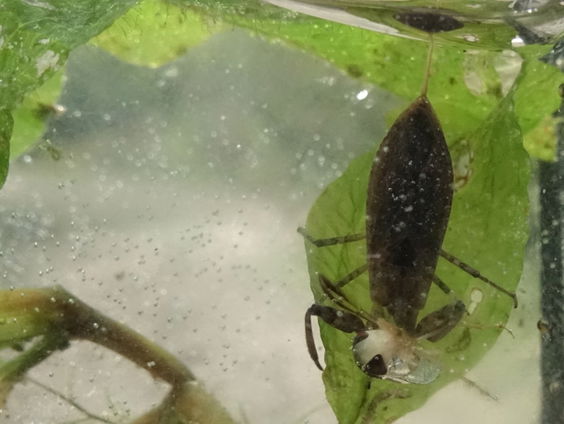 Waterschorpioen insect van '22