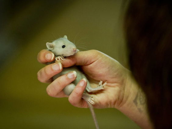 Hoe je een muizenplaag bestrijdt met oog voor dierenwelzijn