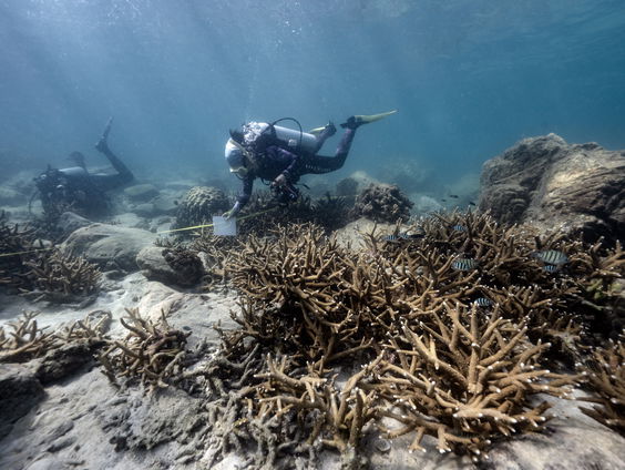 Zeespin kan eigen organen terug laten groeien