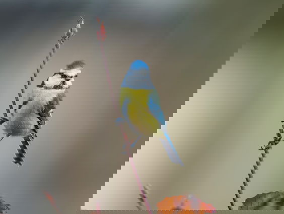 Fenolijn 11 februari 2024