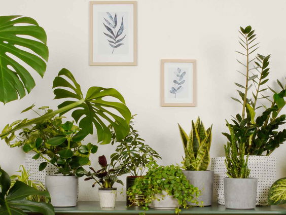 Kunnen we planten gebruiken om psychische aandoeningen te bestuderen?