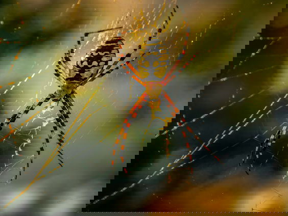 Er was eens... Spin Anansi