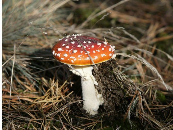 Arjan Postma over de vliegenzwam