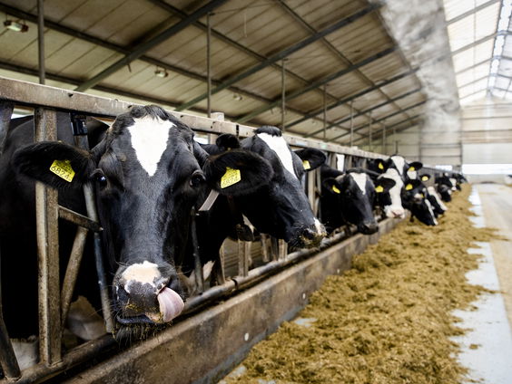 Rechter: emissiearme stal stoot niet per se minder stikstof uit