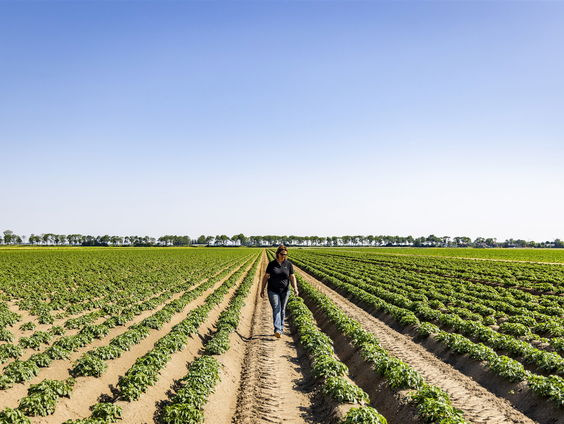 'Steeds meer mensen jatten aardappelen uit de grond van de boer'
