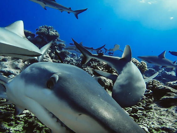 Meer onderzoek naar haaien in Nederland
