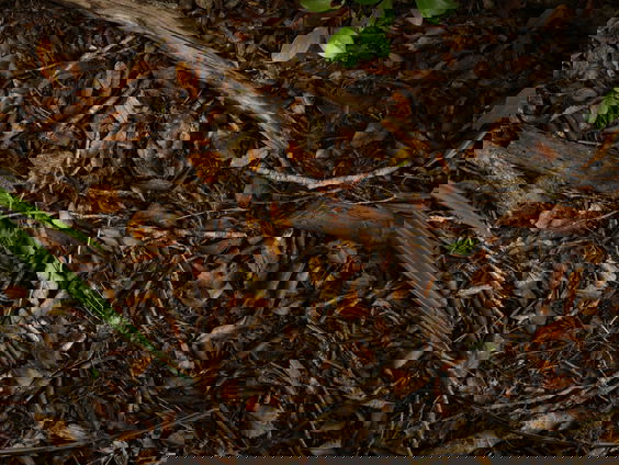 Gemeenten niet in staat om onderzoek te doen naar gifstoffen in de bodem