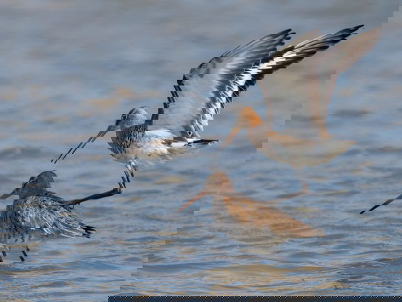 Canon van de Nederlandse natuur