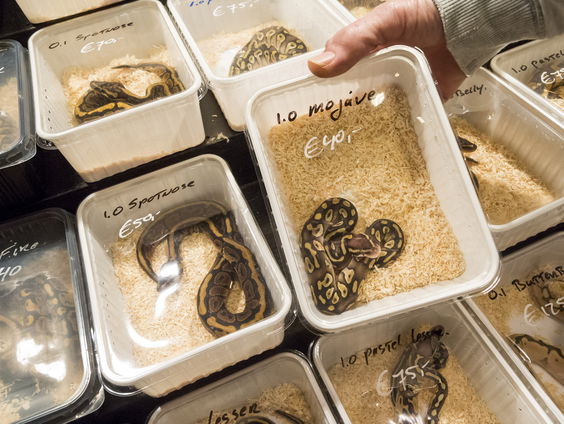 Dierenorganisaties: exotenbeurzen moeten stoppen