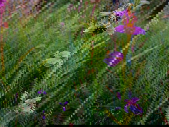 Fenolijn 26 juni 2022