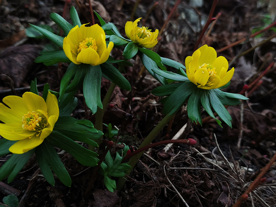 De koning van de winter: de winterakoniet