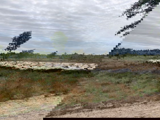 Haaksbergerveen heeft het zwaar onder droogte en stikstof