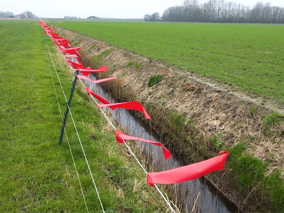Fladderlint houdt wolf weg van schaap