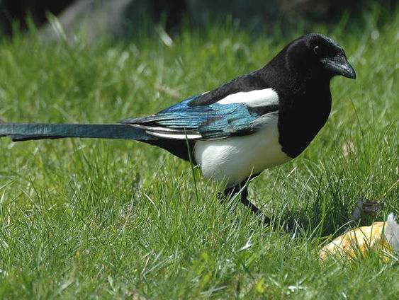 Ekster heeft maling aan vogelwerende pinnen