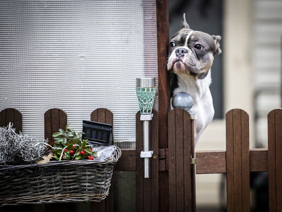 Hoe beleven dieren knallend vuurwerk rond Oud en Nieuw?