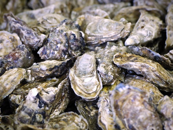 Hoop voor de platte oester in Noordzee: onderzoekers kweken riffen