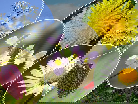 Nationale Bloem Verkiezing: de ambassadeurs presenteren hun bloem