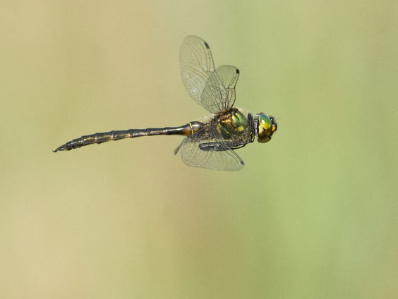 Ruurd Jelle van der Leij toverde een weiland om tot soortenparadijs